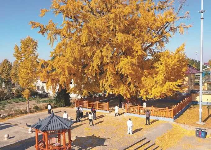 冯圆芳：如皋搬经镇半个世纪以来走出一大批作家，全国罕见 ——“文学繁花”能否“点亮”一方发展